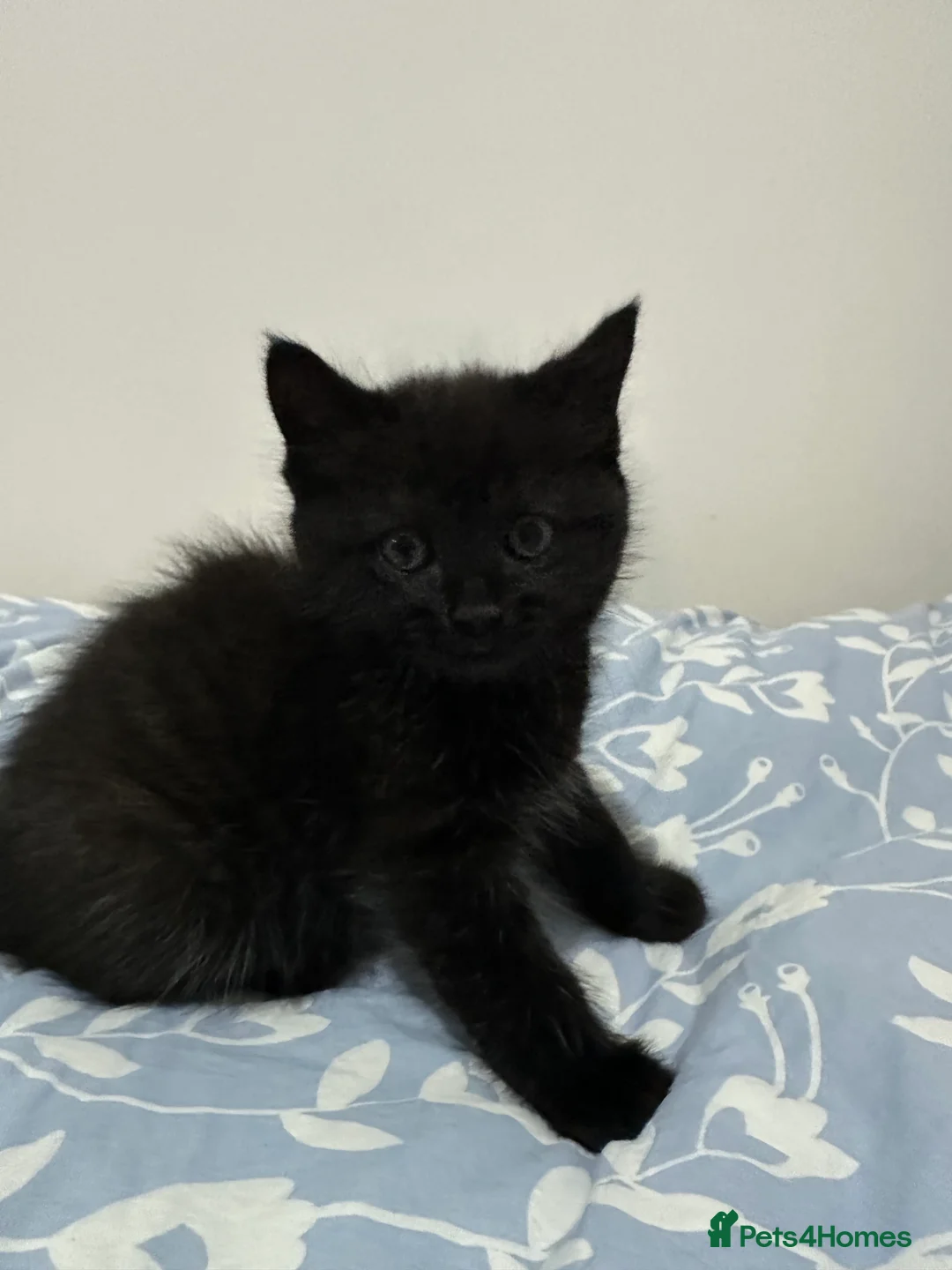 Mixed Breed cats for sale: Adorable Kittens Ready From 6th June - Advert 2