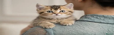 British Shorthair 1