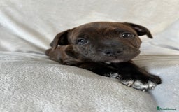 Staffordshire Bull Terrier dogs for sale: 🩷Last 1 remaining beautiful Staffy Brindle Girl🩷 - Image 4