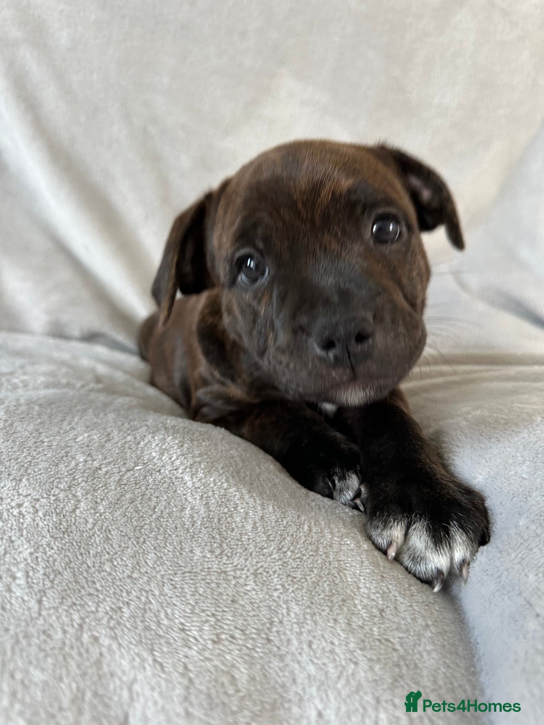 Staffordshire Bull Terrier dogs for sale: 🩷Last 1 remaining beautiful Staffy Brindle Girl🩷 - Image 4