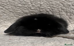Mini Lop rabbits for sale: STUNNING mini lop babies  - Image 4