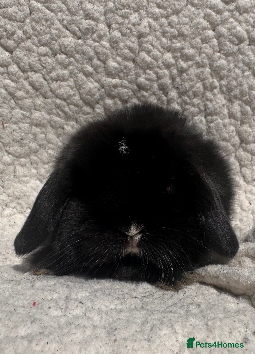 Mini Lop rabbits for sale: STUNNING mini lop babies  - Image 4