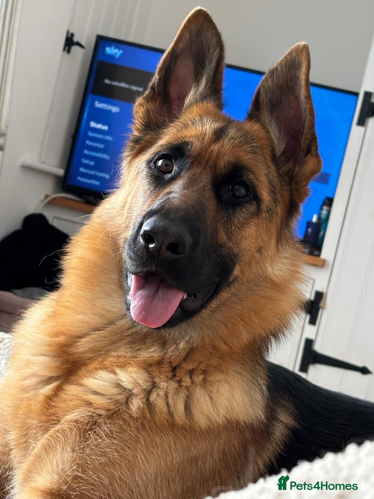 German Shepherd dogs 2 year old female German Shepherd - Advert 6