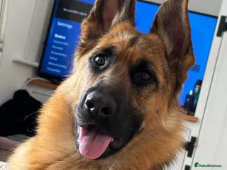 German Shepherd dogs 2 year old female German Shepherd - Advert 6