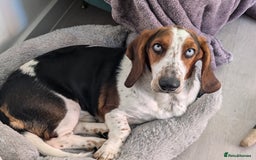 Basset Hound dogs for stud: Male basset for stud blue eye carrier very rare l  in Hertford - Image 1
