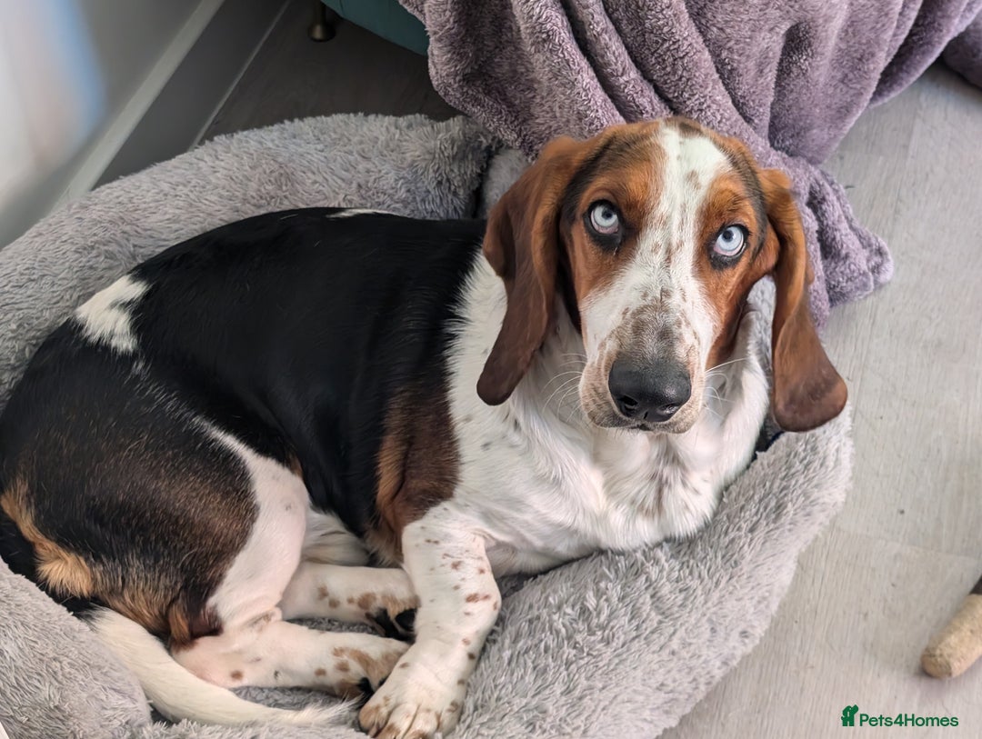 Basset Hound dogs for stud: Male basset for stud blue eye carrier very rare l  in Hertford - Image 1