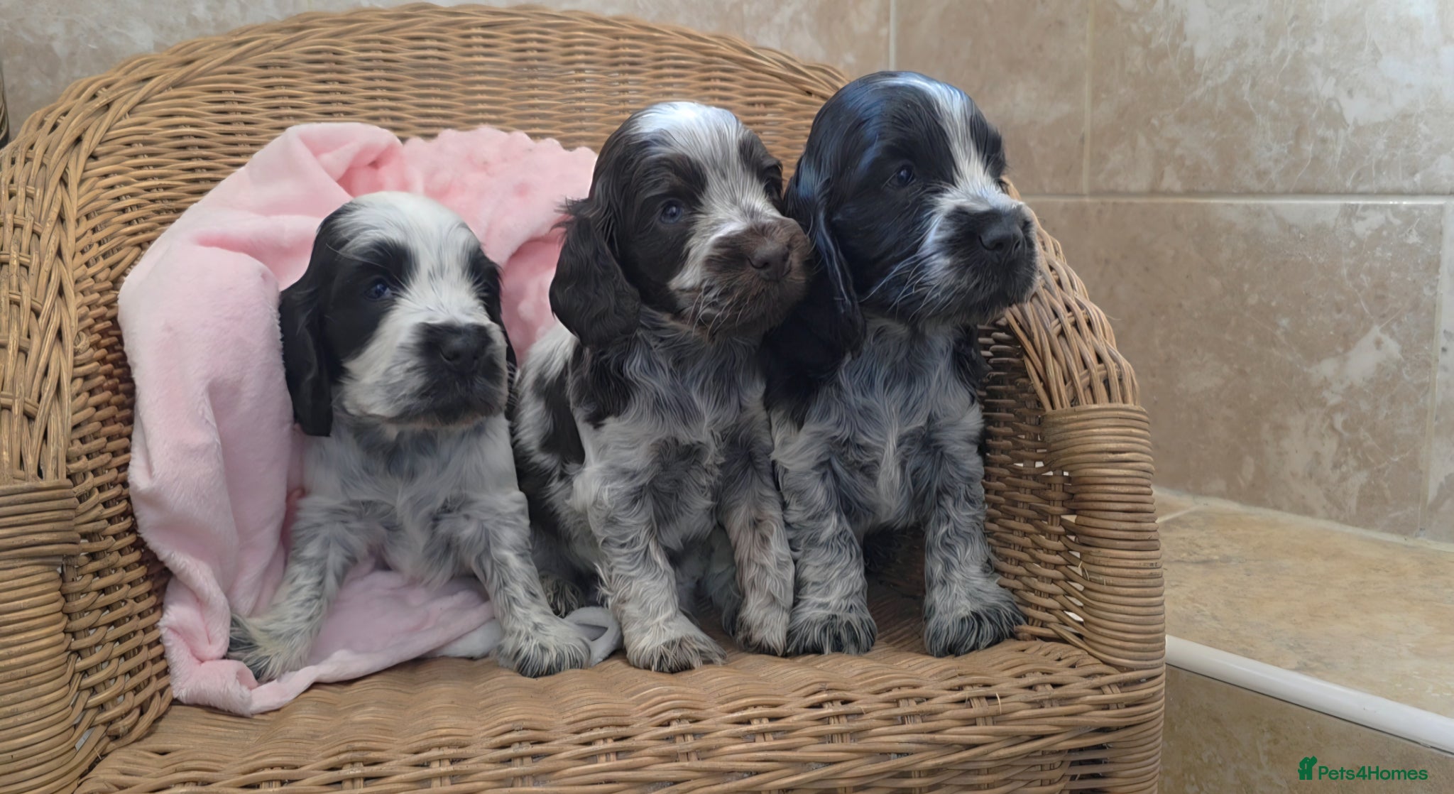 Cocker Spaniel dogs Kc reg show cocker spaniels fully health tested  - Advert 2
