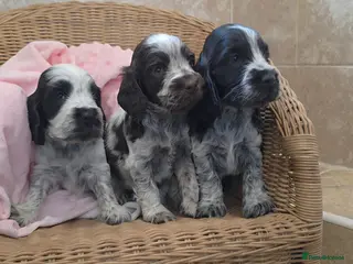 Cocker Spaniel dogs Kc reg show cocker spaniels fully health tested - Advert 2