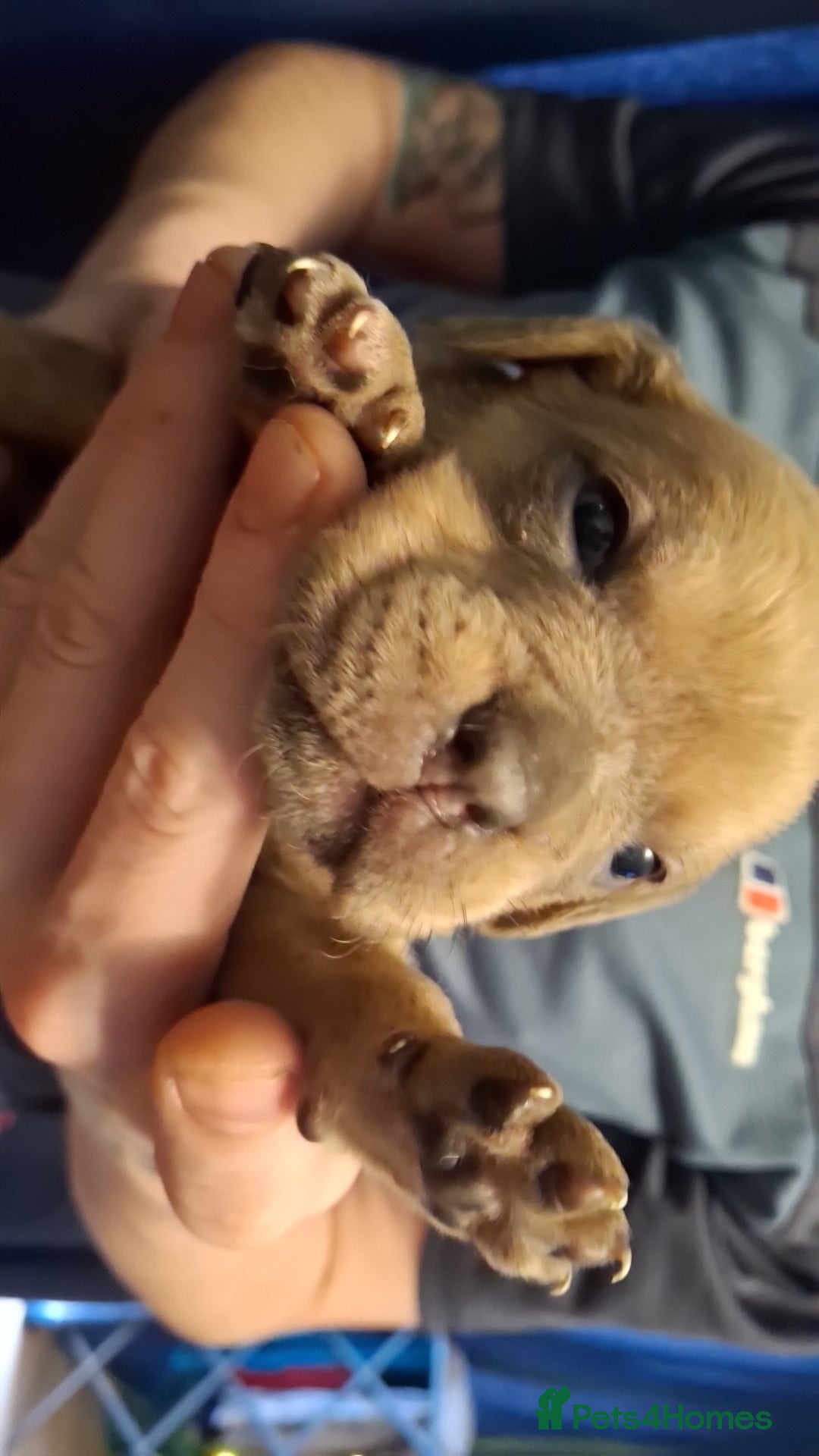 Mixed Breed dogs for sale: Old tyme x puppys  - Advert 13