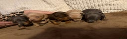 Miniature Dachshund dogs for sale: Miniature dachshund puppies forsale - Advert 10
