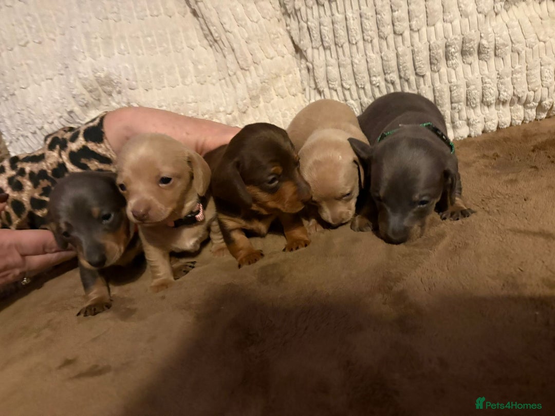 Miniature Dachshund dogs for sale: Miniature dachshund puppies forsale - Advert 10