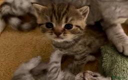 British Shorthair cats for sale: 🐾Adorable British Shorthair Kittens🐾 - Image 9