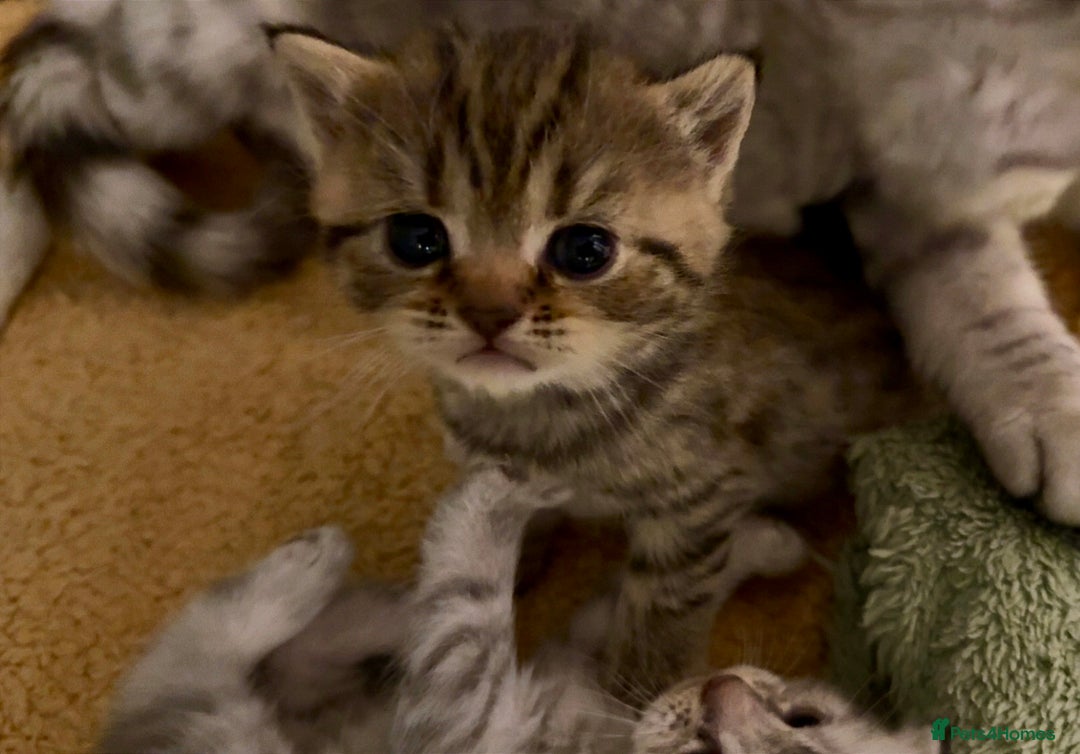 British Shorthair cats for sale: 🐾Adorable British Shorthair Kittens🐾 - Image 9
