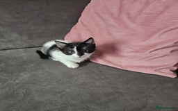 Mixed Breed cats for sale: 5 beautiful kittens ready for new loving home  - Image 4