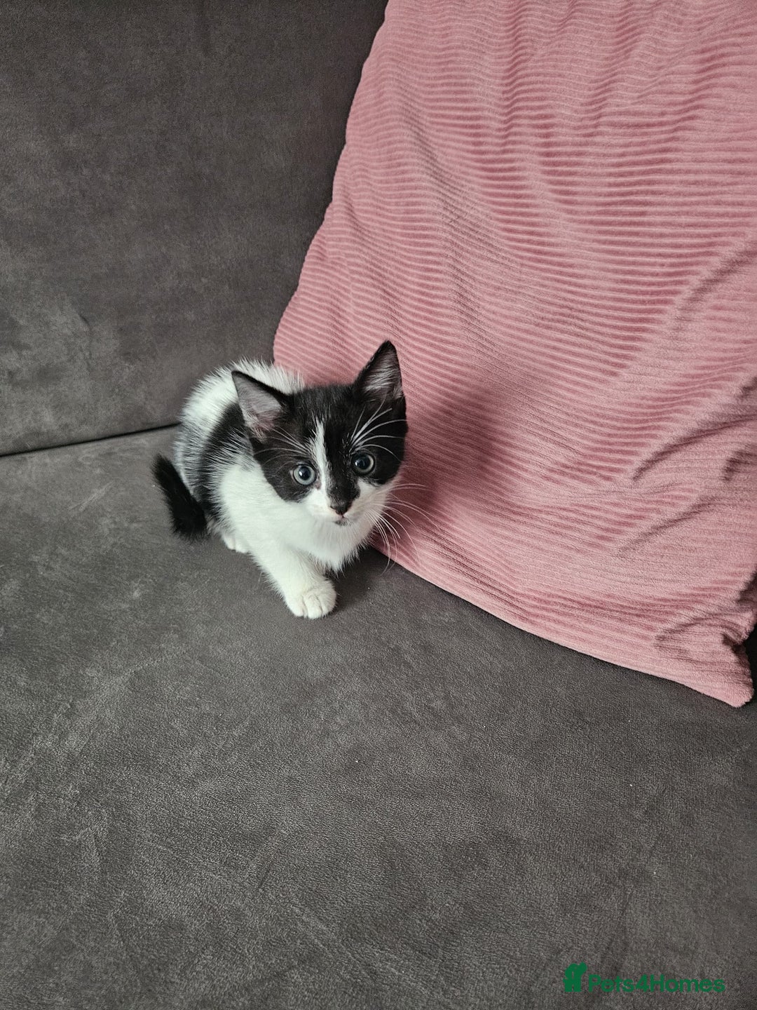 Mixed Breed cats for sale: 5 beautiful kittens ready for new loving home  - Image 4