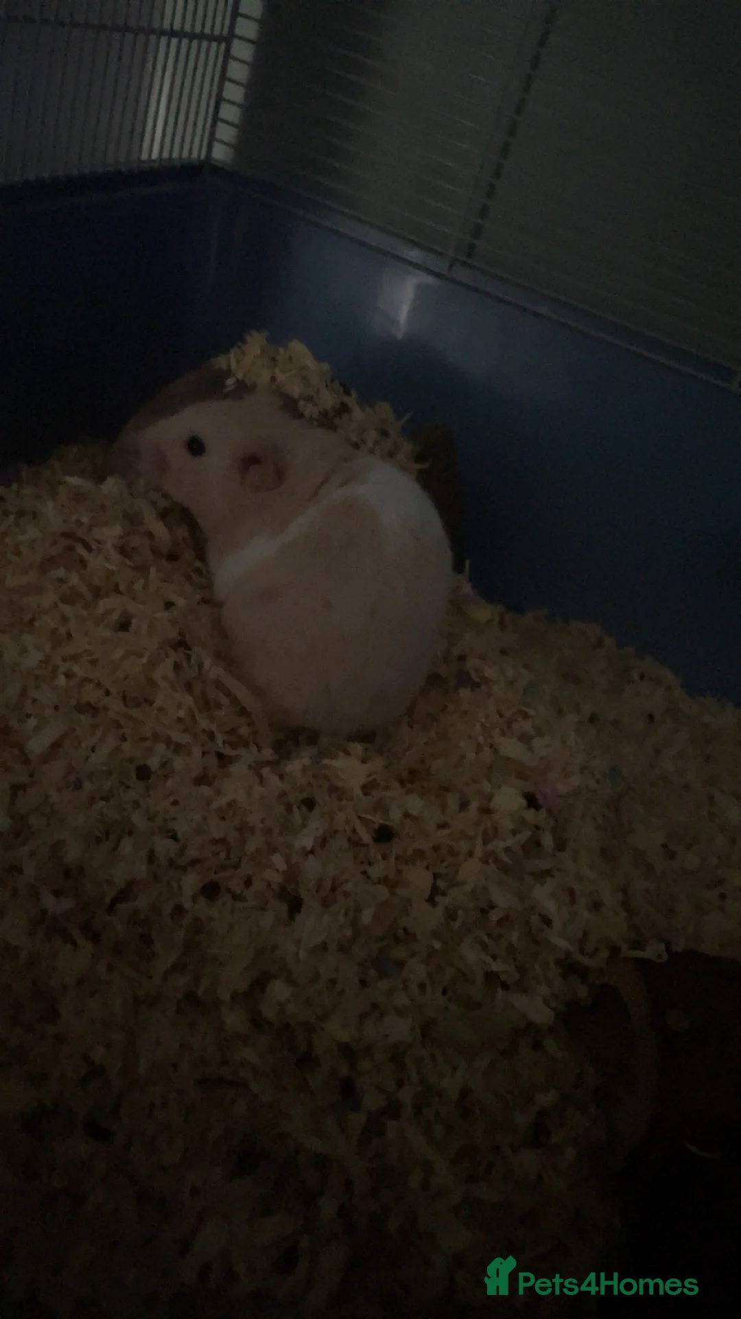Hamster rodents for sale: Syrian half albino hamster in Bolton - Advert 2