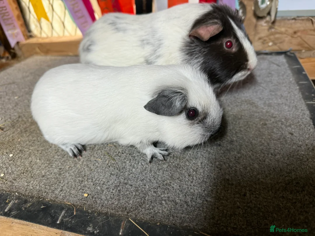 Guinea Pig rodents for sale: Pair of bonded boys - Advert 3