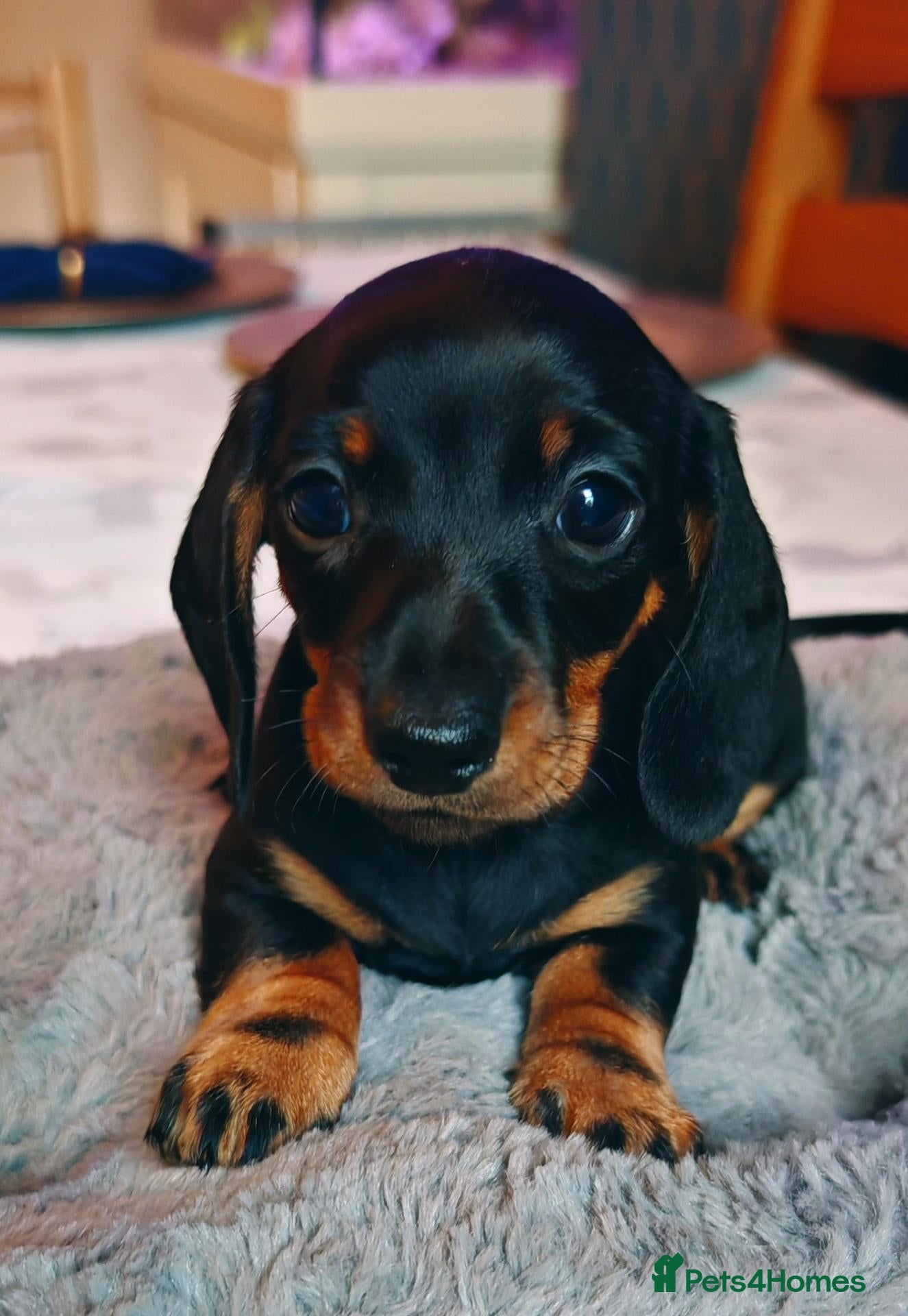Miniature Dachshund dogs Champion Sired Mini Smooth Dachshund Puppies - Advert 2