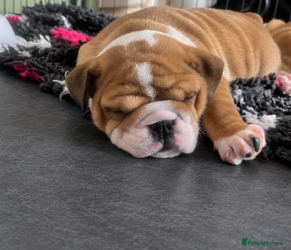 English Bulldog dogs for sale: Traditional/standard girls dad gold health tested  - Advert 1