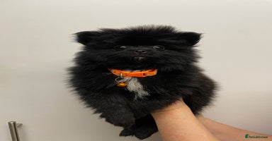 Pomeranian dogs Pomeranian puppies  - Advert 6