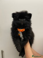 Pomeranian dogs Pomeranian puppies - Advert 6