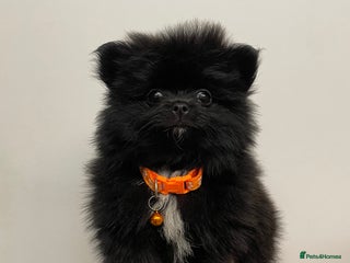 Pomeranian dogs Pomeranian puppies - Advert 2