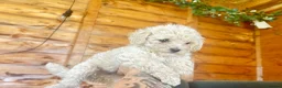 Maltipoo dogs for sale: MALTIPOOS!!! - Advert 20