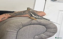 Cockatiels birds for sale: 10 week old hand tame cockatiel  - Image 2