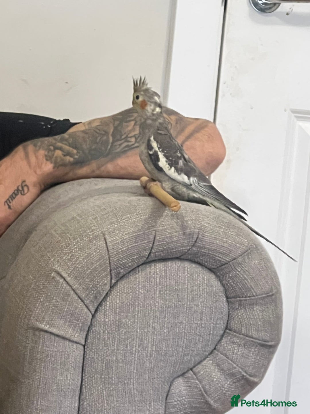 Cockatiels birds for sale: 10 week old hand tame cockatiel  - Image 2