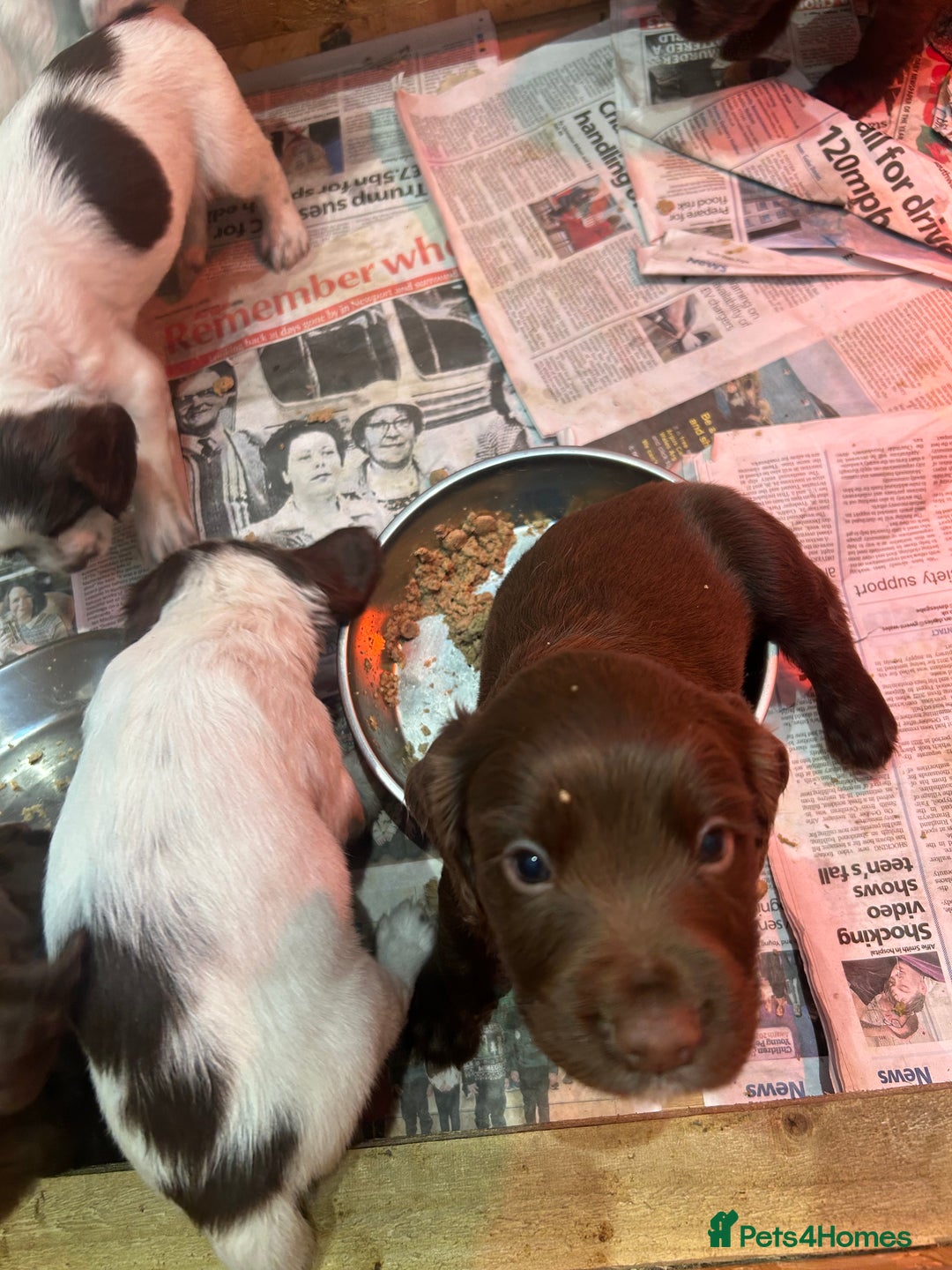 Sprocker dogs for sale: Working Sprocker Spaniels  - Advert 18