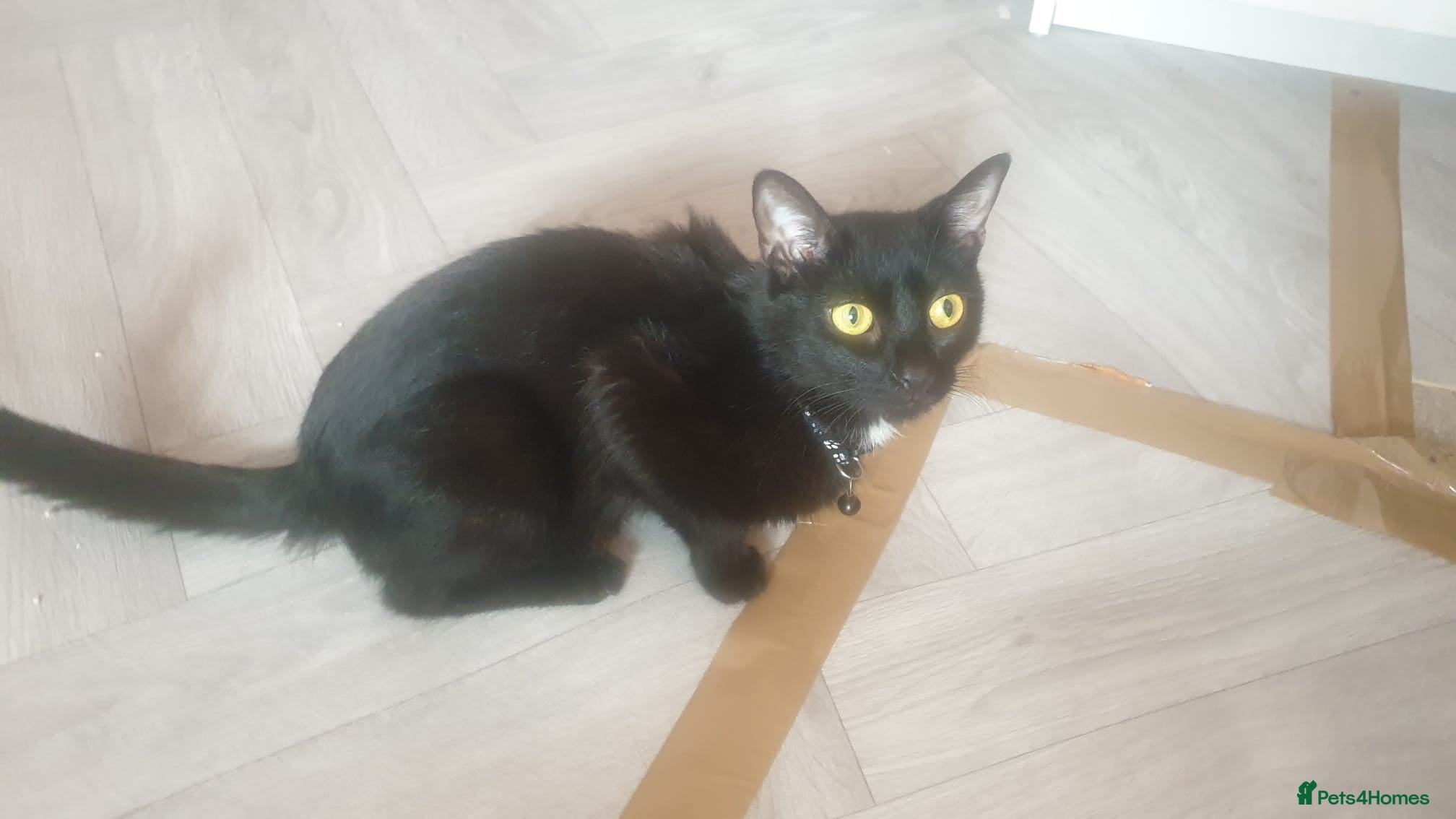Mixed Breed cats Kittens! - Advert 4