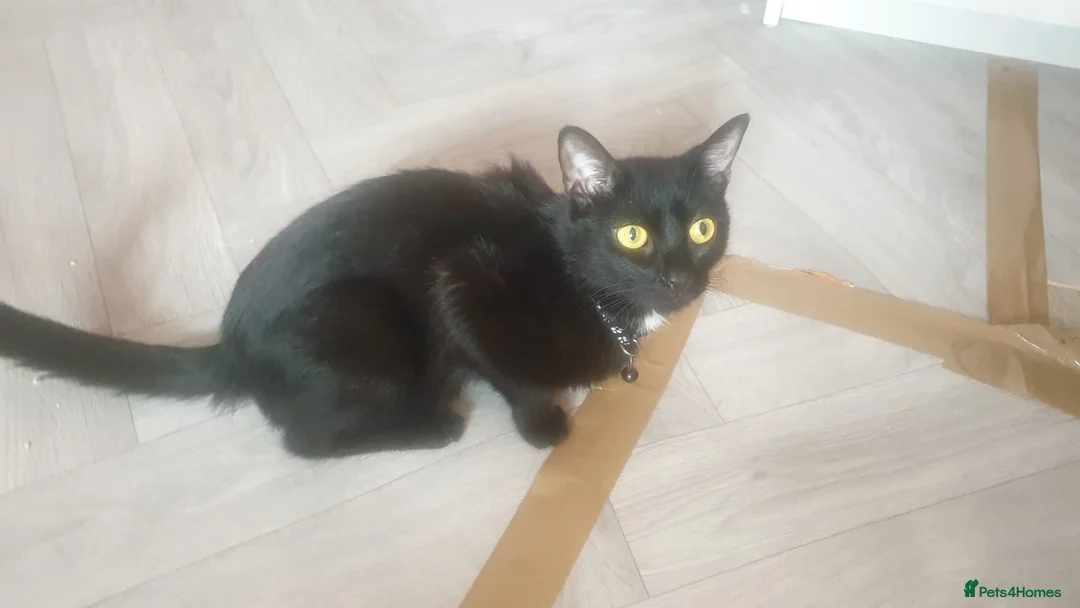 Mixed Breed cats for sale: Kittens! in Eastbourne - Advert 1