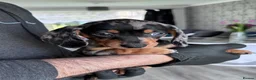 Dachshund dogs for sale: 5 beautiful Dachshund puppies in Leeds - Advert 14