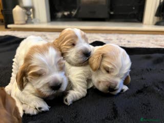 Cocker Spaniel dogs Show Cocker Spaniel Puppies - Advert 10