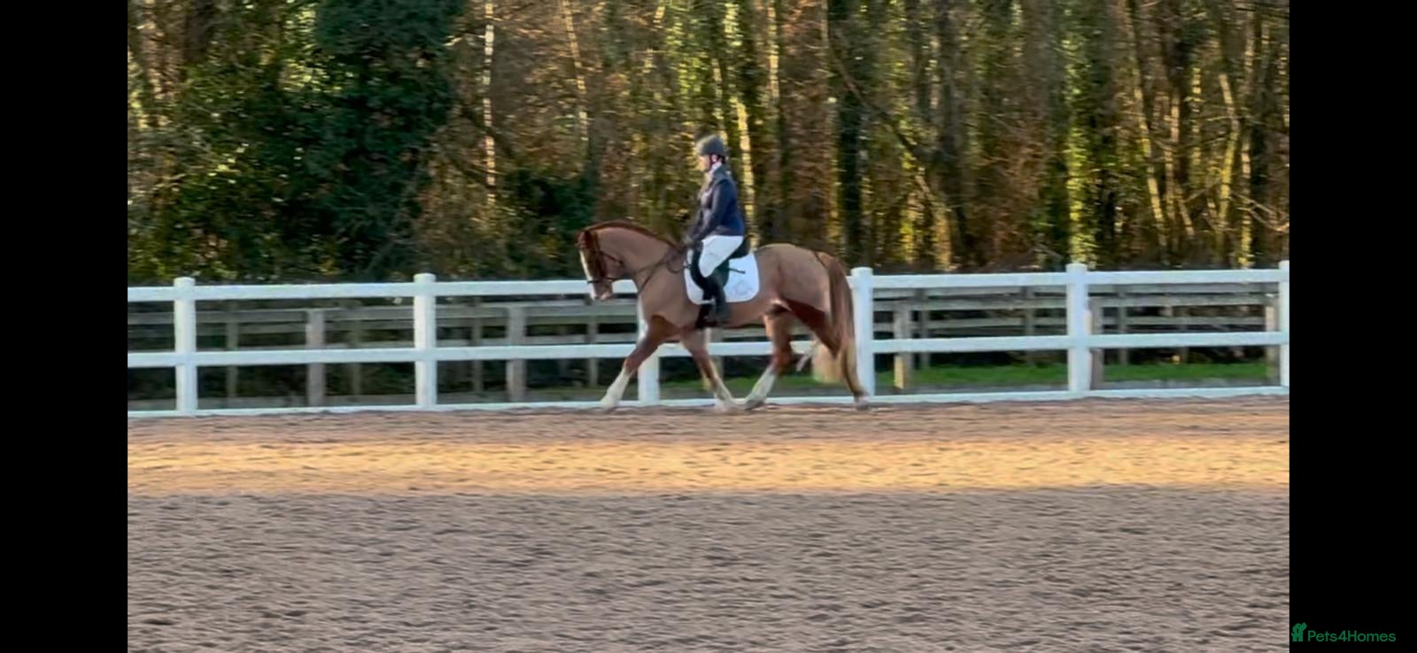 Welsh Section D horses Welsh Section D gelding Valentino (Tino) - Advert 2