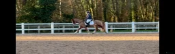 Welsh Section D horses for sale: Welsh Section D gelding Valentino (Tino) in Hereford - Advert 1