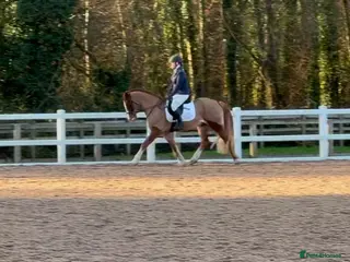 Welsh Section D horses Welsh Section D gelding Valentino (Tino) - Advert 2