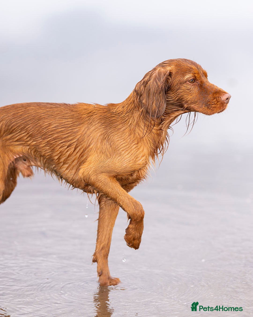 Cocker Spaniel dogs for stud: Red Working Cocker Spaniel Stud - Advert 4