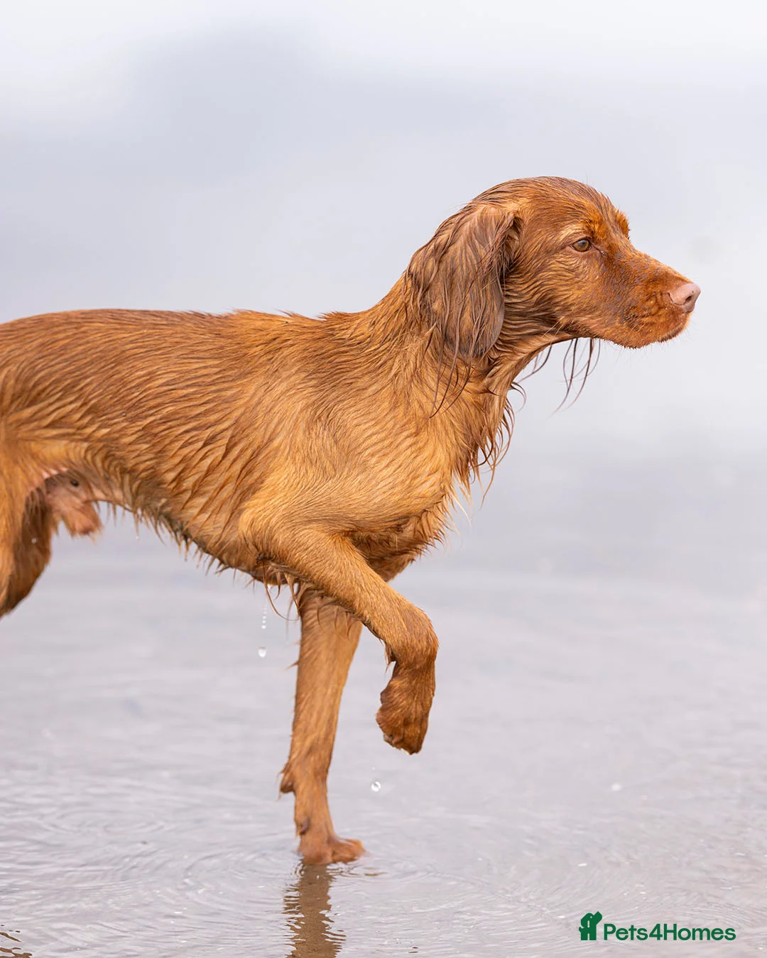 Cocker Spaniel dogs for stud: Red Working Cocker Spaniel Stud - Advert 4