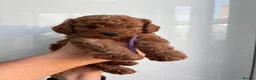 Cavapoo dogs for sale: Family Raised Cavapoo Puppies ready to Reserve!  - Advert 12