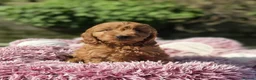 Cockapoo dogs for sale: Cockapoo puppies  in Craigavon - Advert 2