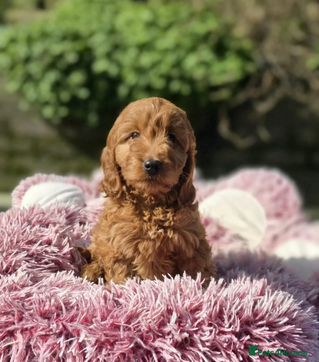 Cockapoo dogs for sale: Cockapoo puppies  in Craigavon - Advert 2