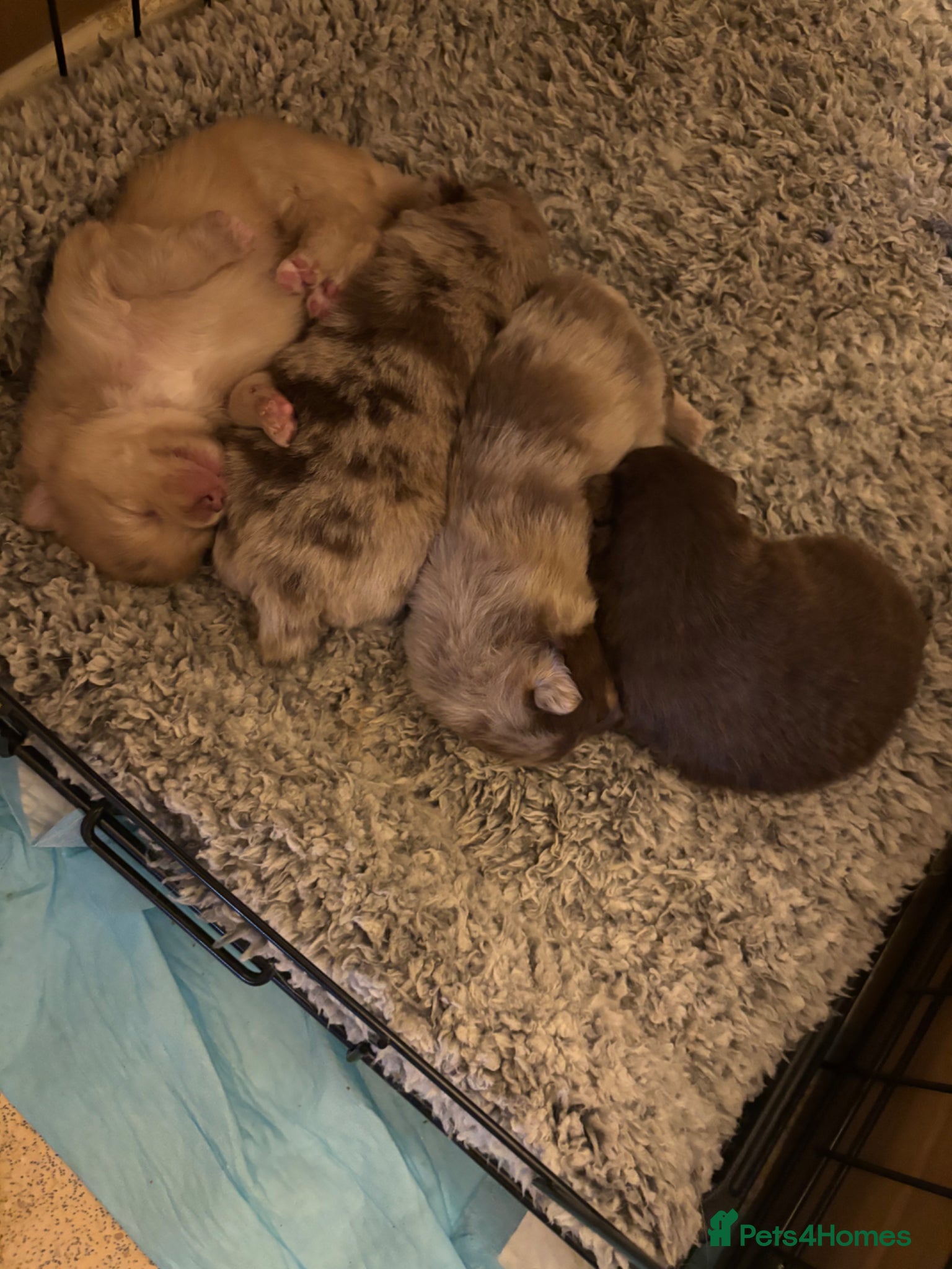 Pomeranian dogs Puppy’s ready in 4 weeks  - Advert 5