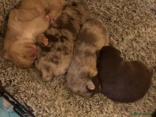 Pomeranian dogs Puppy’s ready in 4 weeks - Advert 5