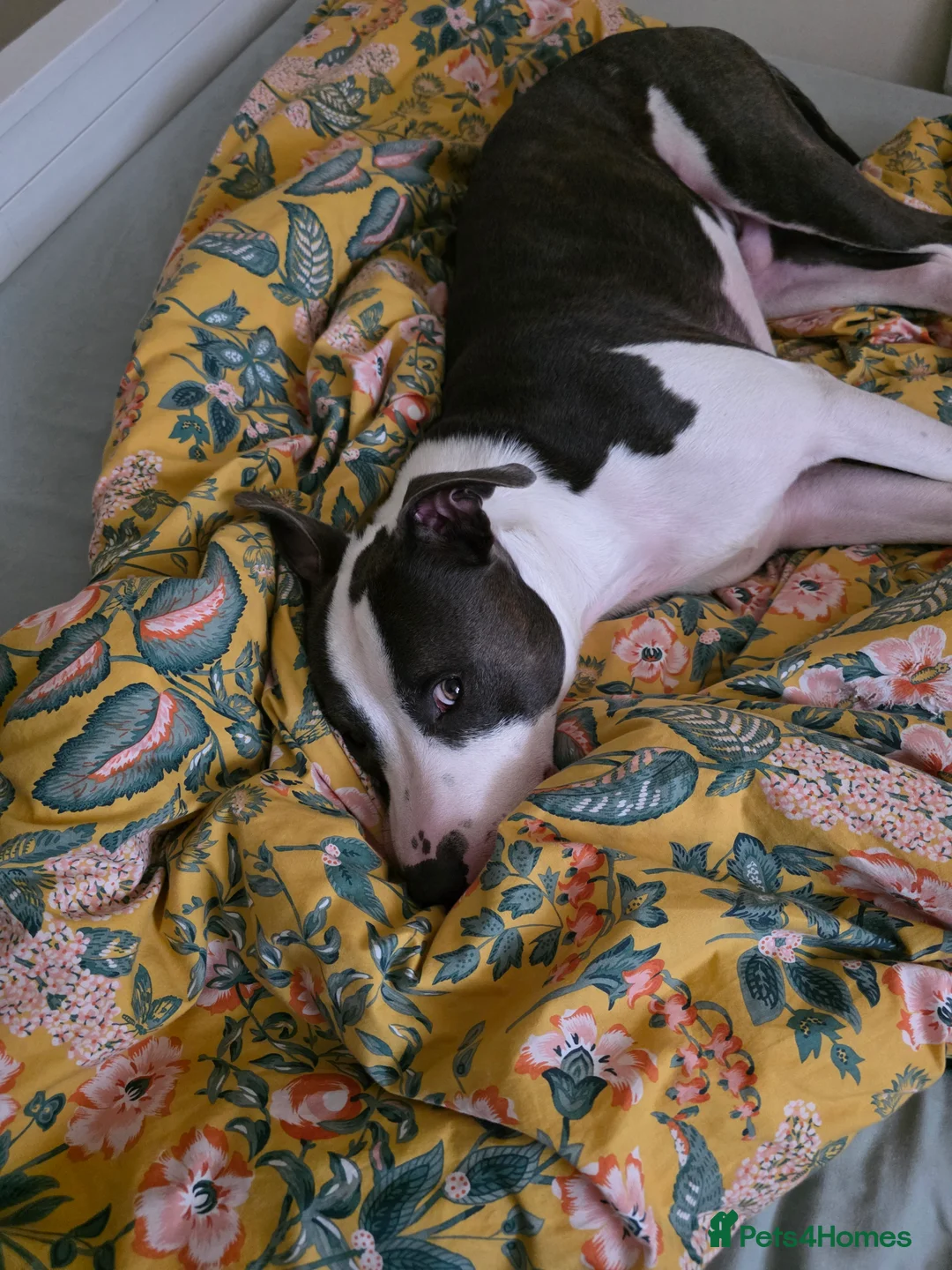 Mixed Breed dogs for sale: 2 year old Staffy x Pit Rocky. Needs loving home. - Advert 5