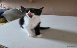 Mixed Breed cats for sale: 5 kittens  - Image 7