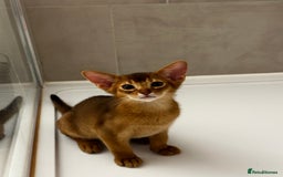 Abyssinian cats for sale: Pure Abyssinian kittens 💝 - Image 12