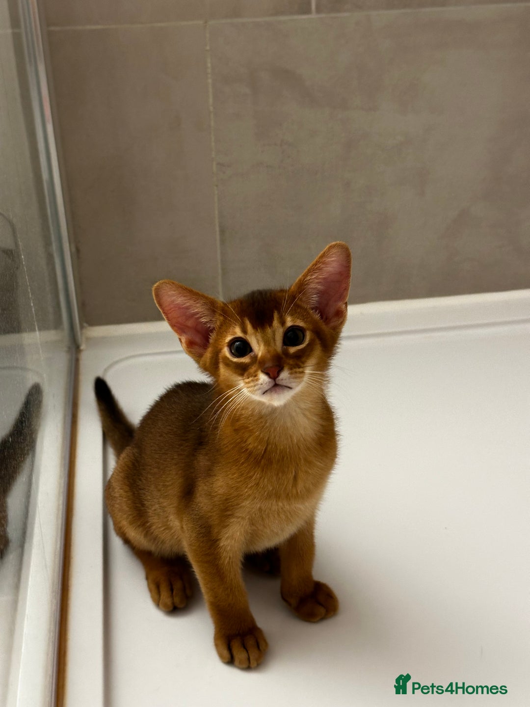 Abyssinian cats for sale: Pure Abyssinian kittens 💝 - Image 12