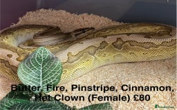 Python Snake reptiles for sale: Ball/ Royal Pythons for Sale - Image 3