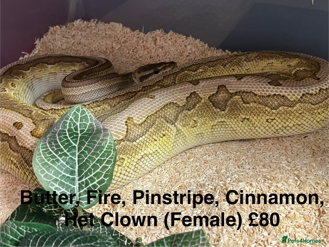 Python Snake reptiles for sale: Ball/ Royal Pythons for Sale - Image 3